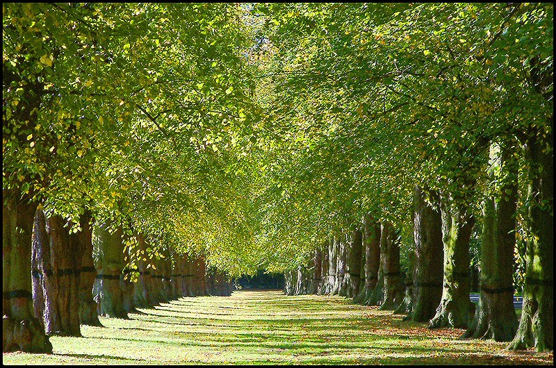 a lane filled with lime trees