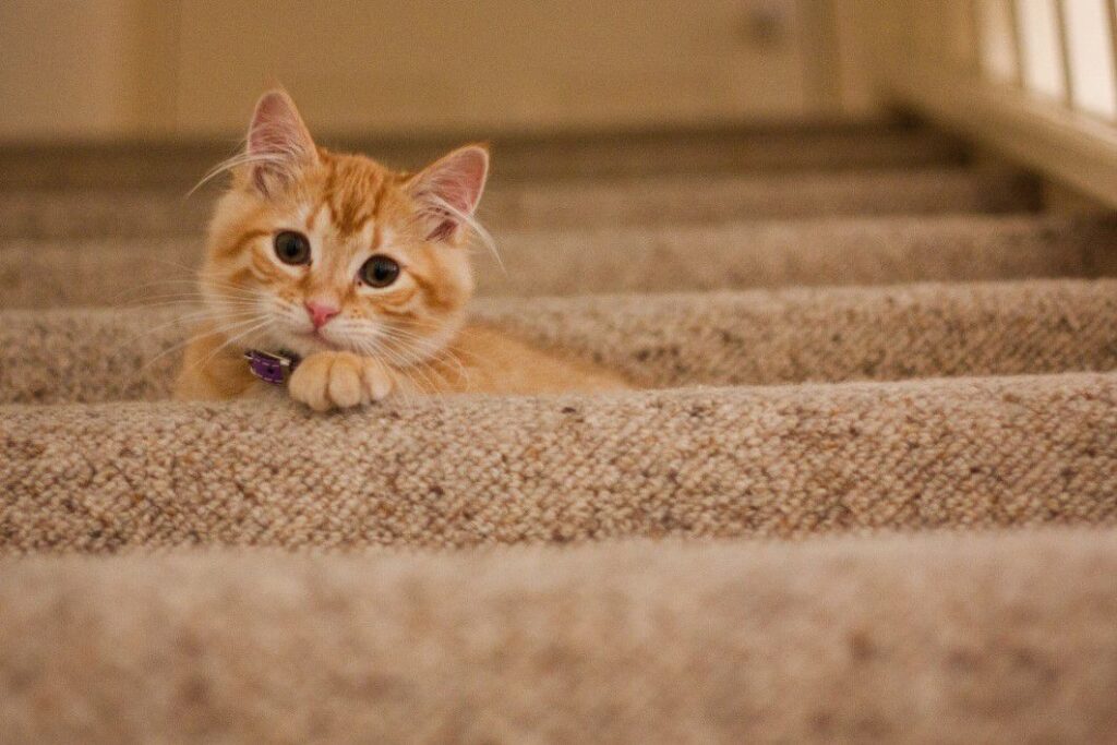 a cat lying down on stairs